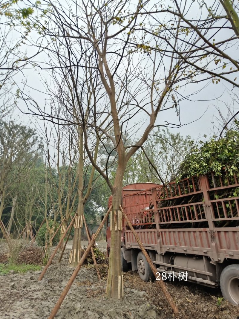 【热销】单干朴树丛生朴树4-6杆成都丛生朴树基地欢迎致电