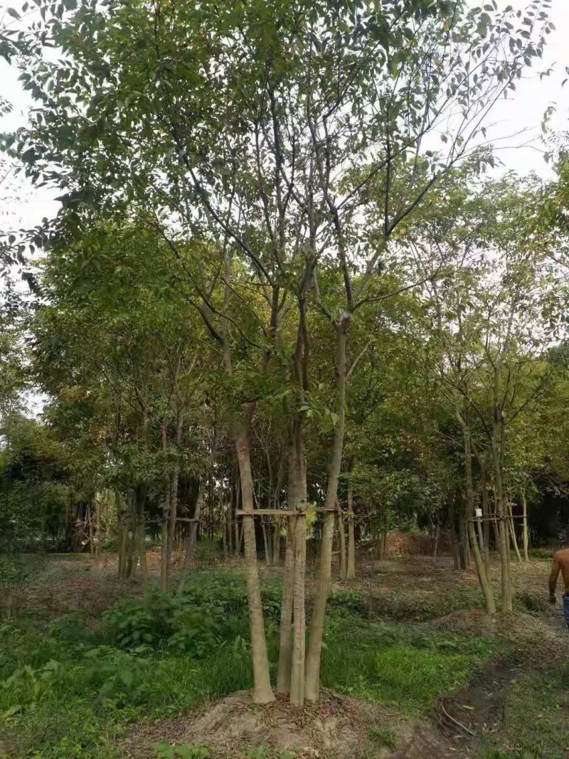 【热销】单干朴树丛生朴树4-6杆成都丛生朴树基地欢迎致电