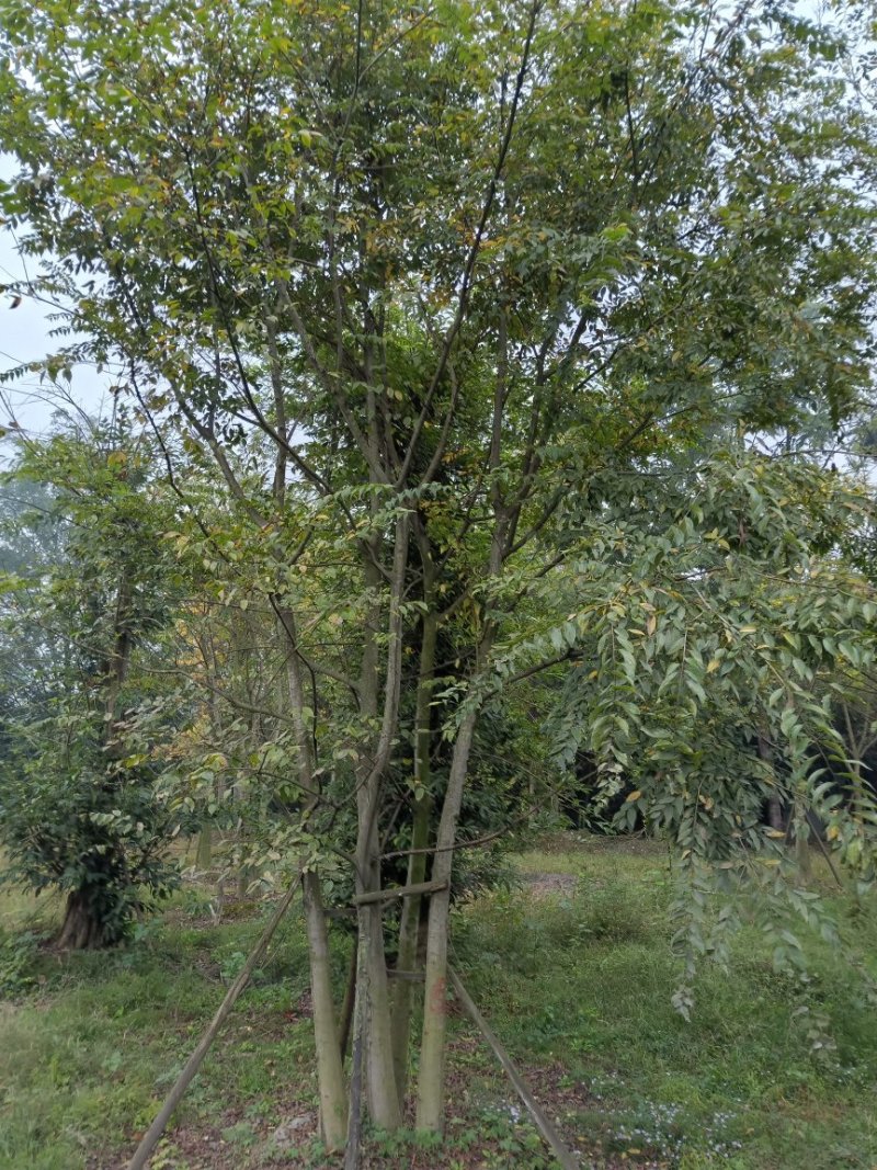 【热销】单干朴树丛生朴树4-6杆成都丛生朴树基地欢迎致电
