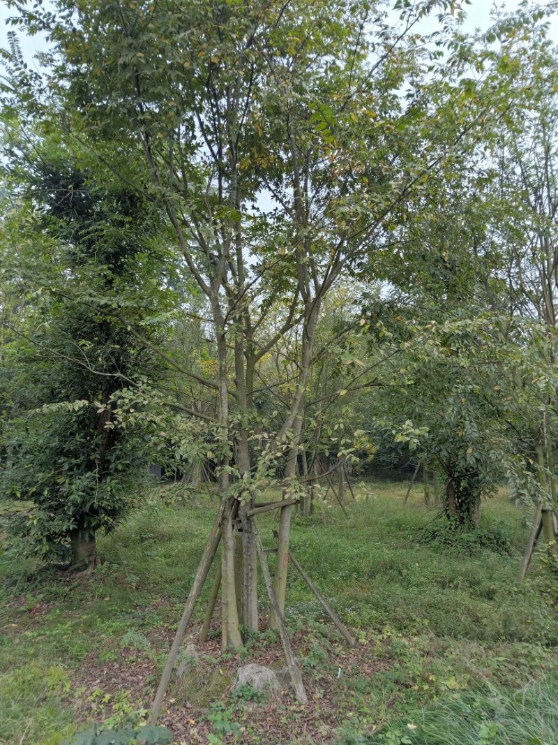 【热销】单干朴树丛生朴树4-6杆成都丛生朴树基地欢迎致电