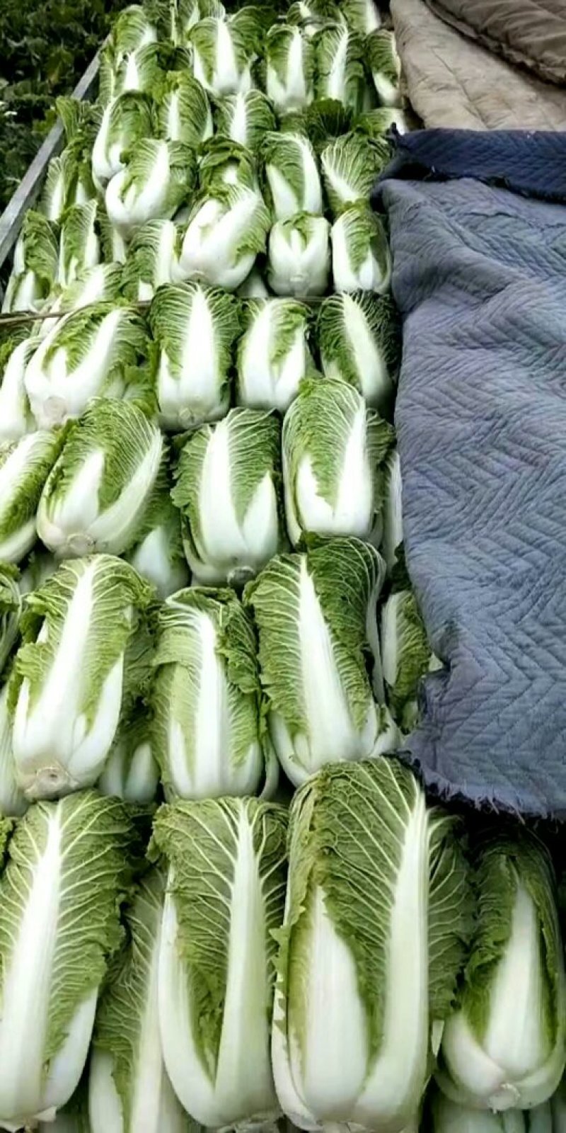 河北省定州市大白菜净菜
