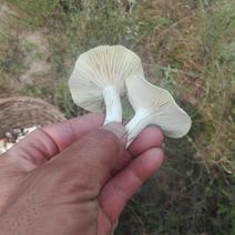纯野生蘑菇
