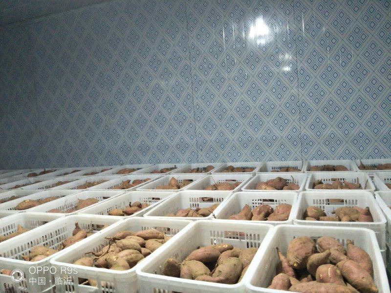 烟薯25，流蜜烟蜜薯，基地直供微商电商一件代发