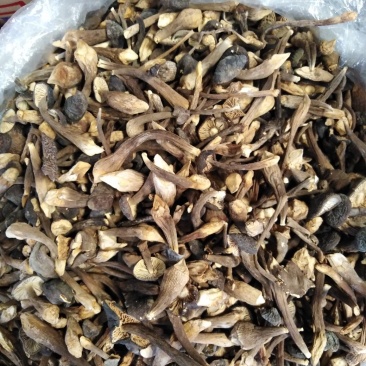 云南干鸡枞人工种植黑鸡枞菌干货