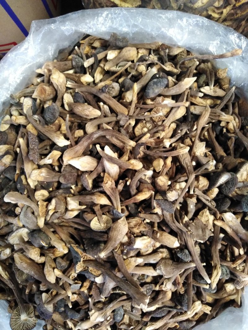 云南干鸡枞人工种植黑鸡枞菌干货