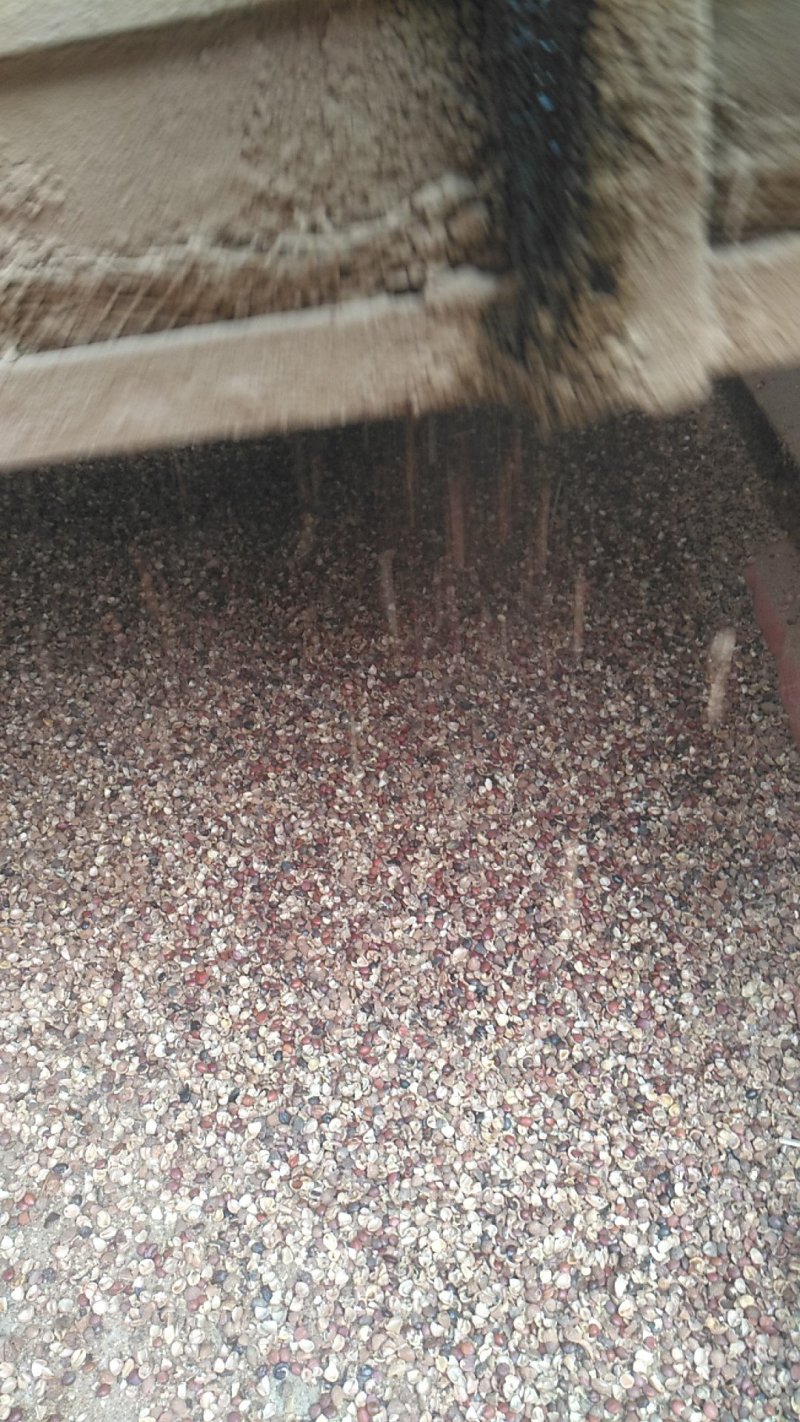 酸枣