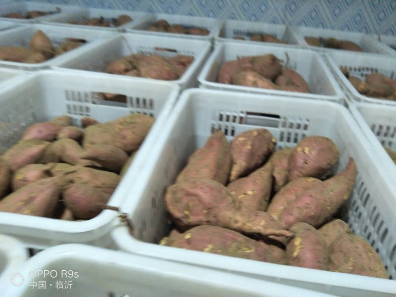 生态种植让人流口水烟薯25产地各种规格出售，老少皆宜