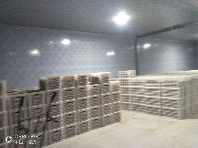 生态种植让人流口水烟薯25产地各种规格出售，老少皆宜