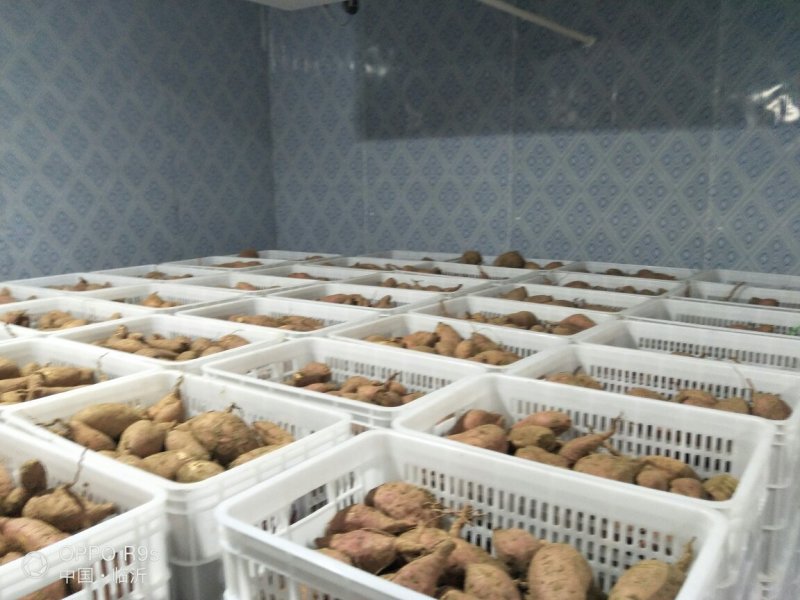 生态种植让人流口水烟薯25产地各种规格出售，老少皆宜