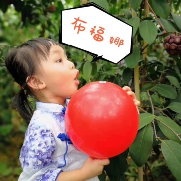 新一代特色水果布福娜苗木欢迎订购！