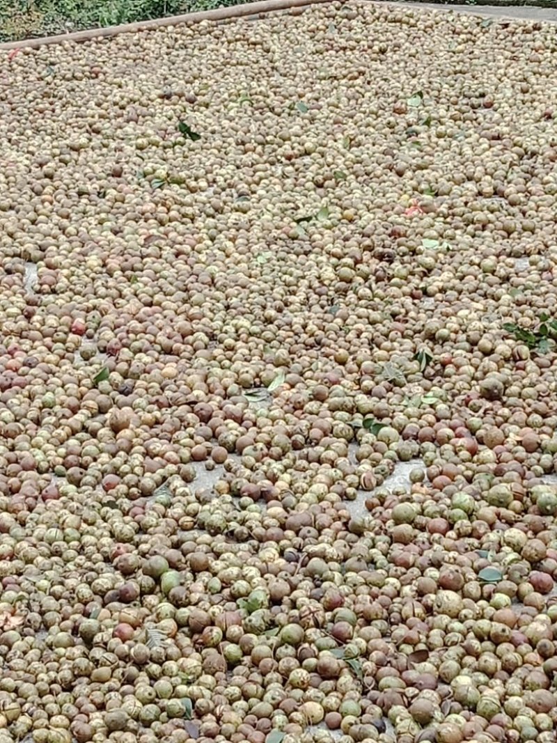 纯野生山茶籽！