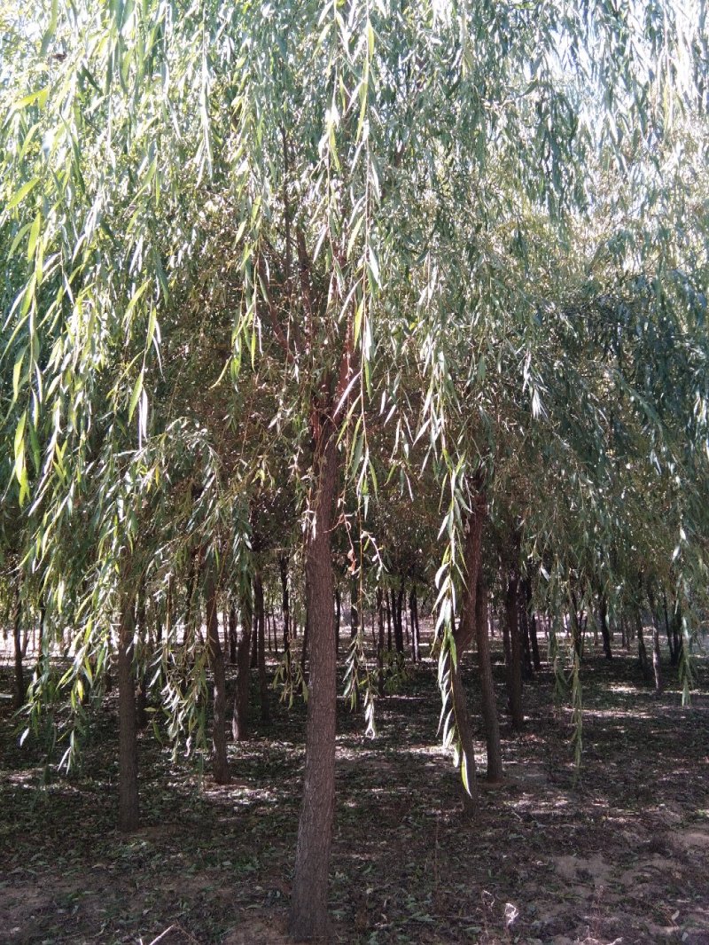 精品垂柳