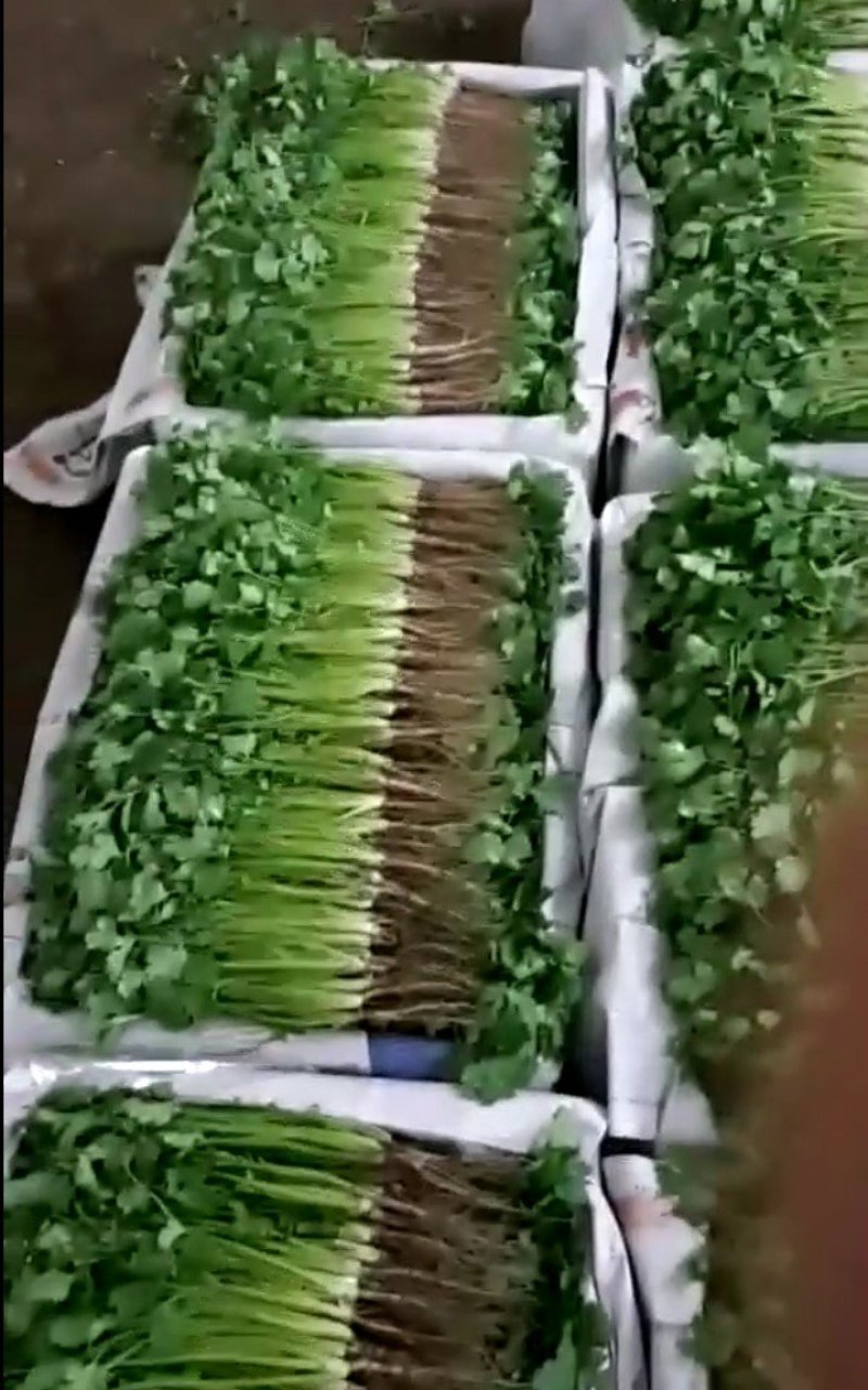 《精品》大叶香菜20~30厘米，产地发货，质量保证