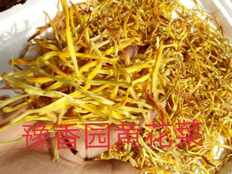 新货上市黄花菜干货散装一级无硫大条