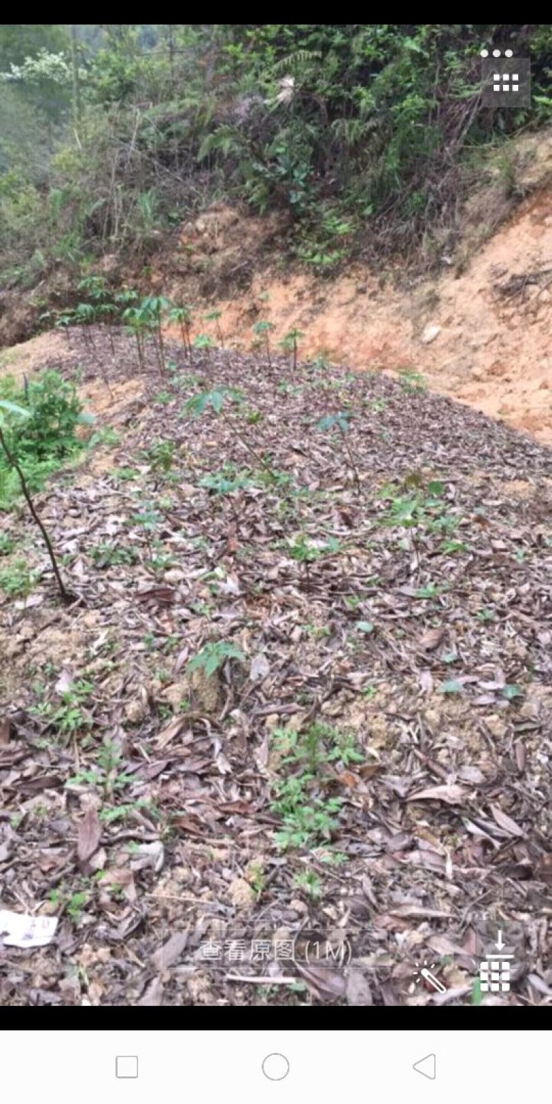 七叶一枝花.统货