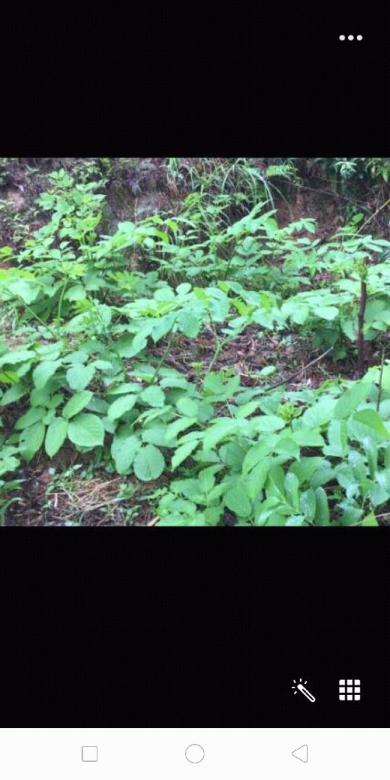 七叶一枝花.统货