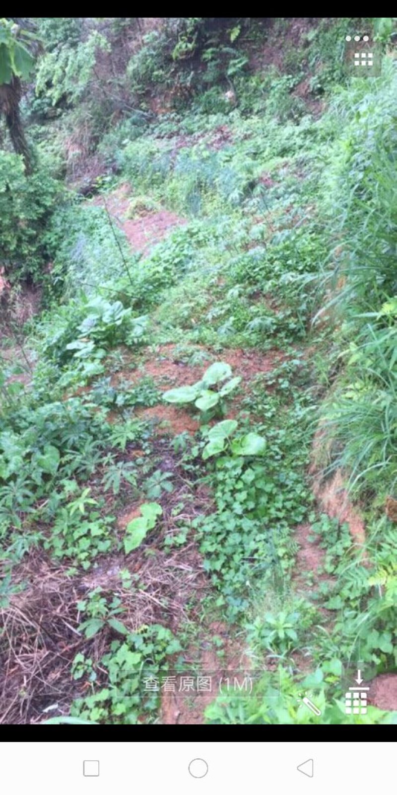 七叶一枝花.统货