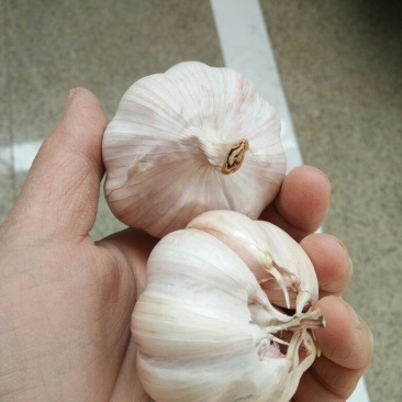 大蒜