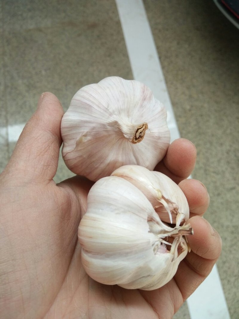 大蒜