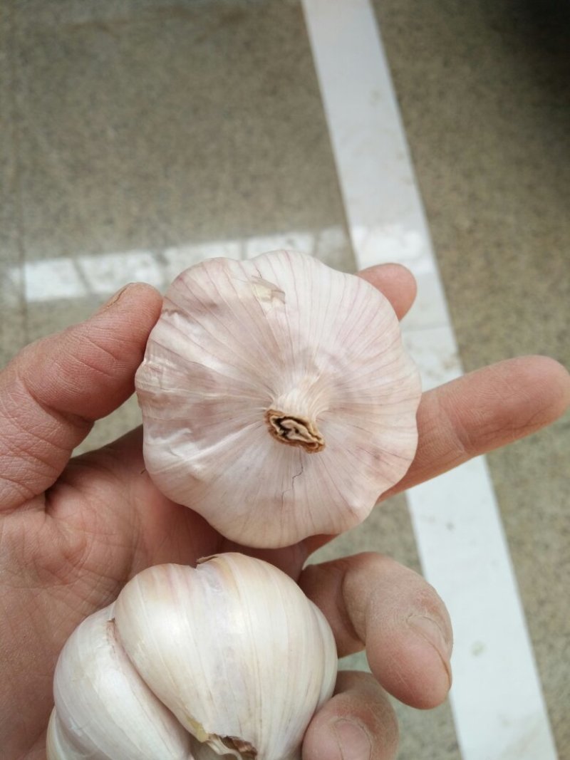 大蒜
