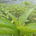 黄花倒水莲，规格，30一70公分，