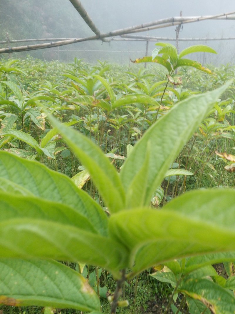 黄花倒水莲，规格，30一70公分，