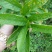 黄花倒水莲，规格，30一70公分，