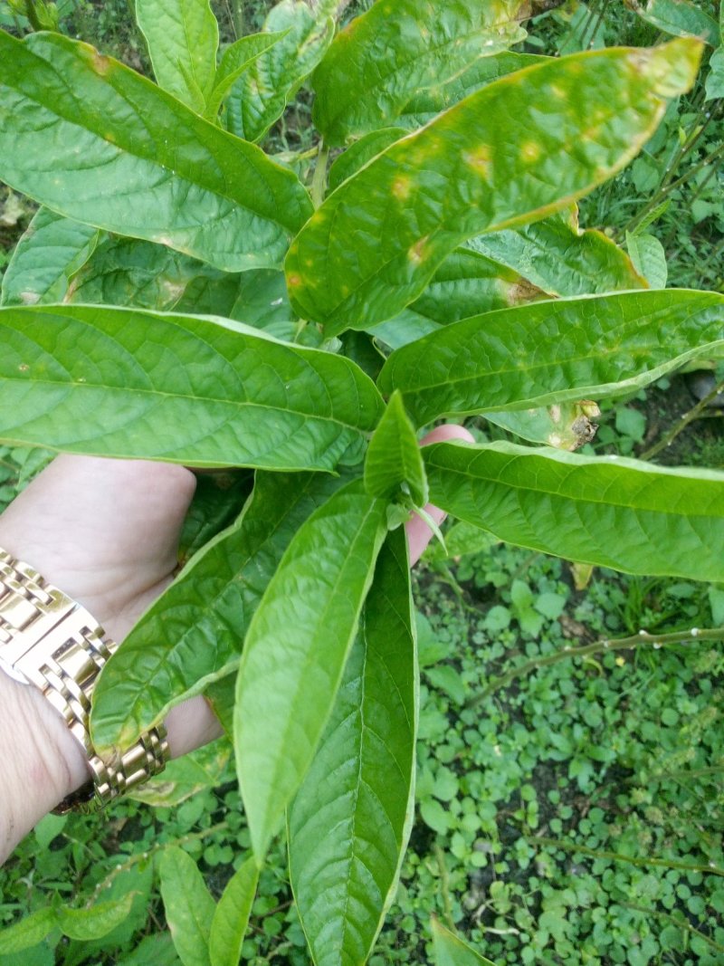 黄花倒水莲，规格，30一70公分，