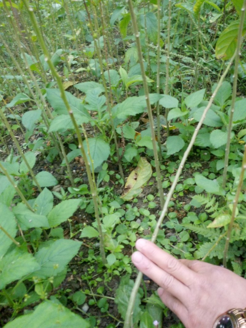 黄花倒水莲，规格，30一70公分，