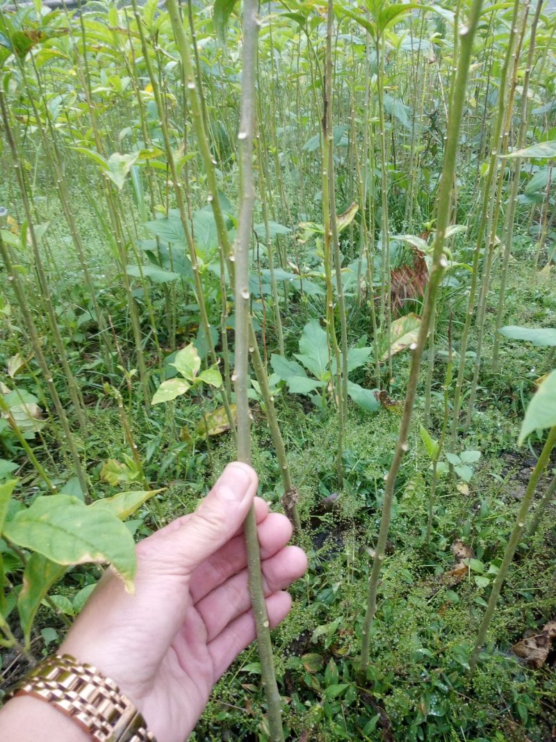黄花倒水莲，规格，30一70公分，