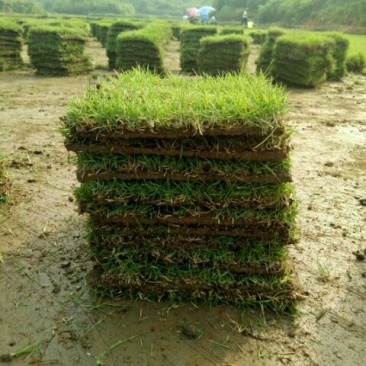 马尼拉