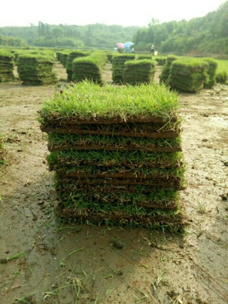 马尼拉