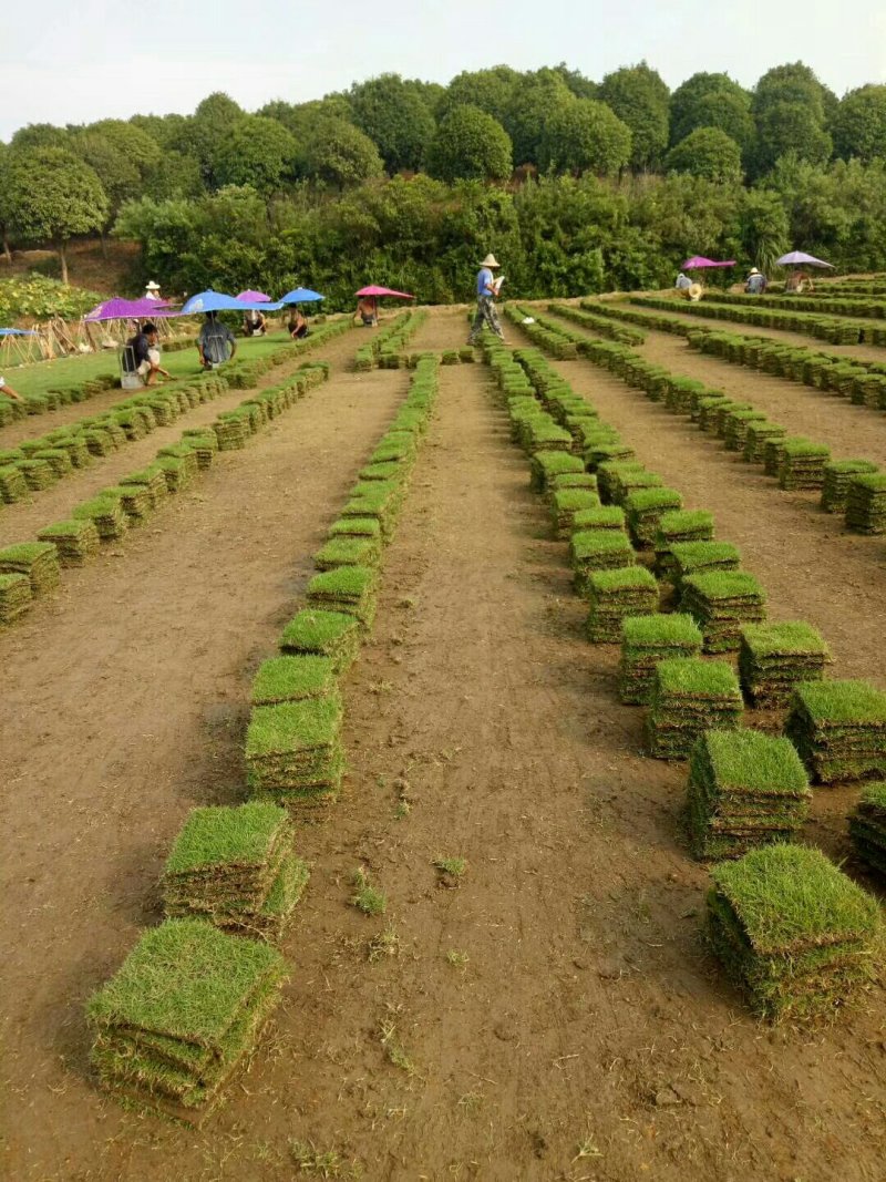 马尼拉