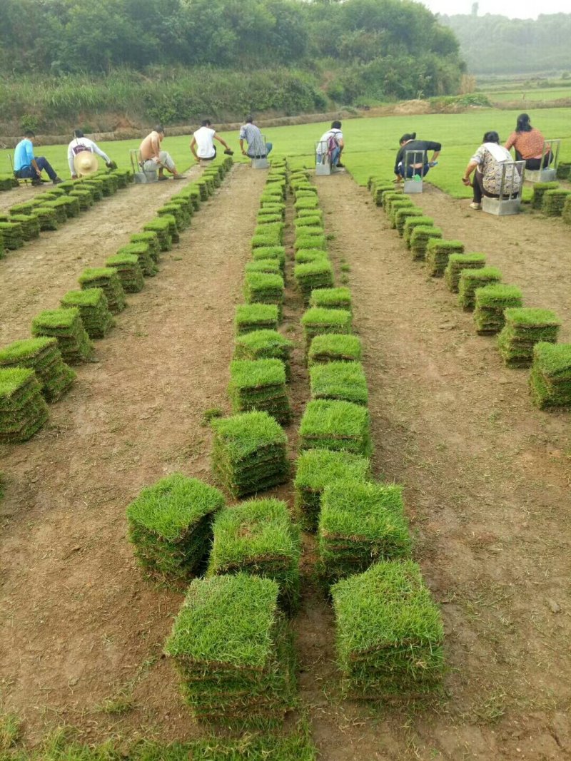 马尼拉