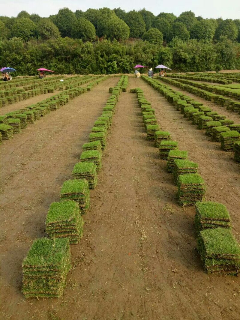 马尼拉