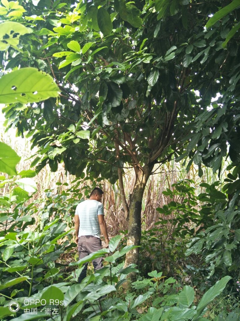 十到二十五公分地苗萍婆树看上的老板请联系我