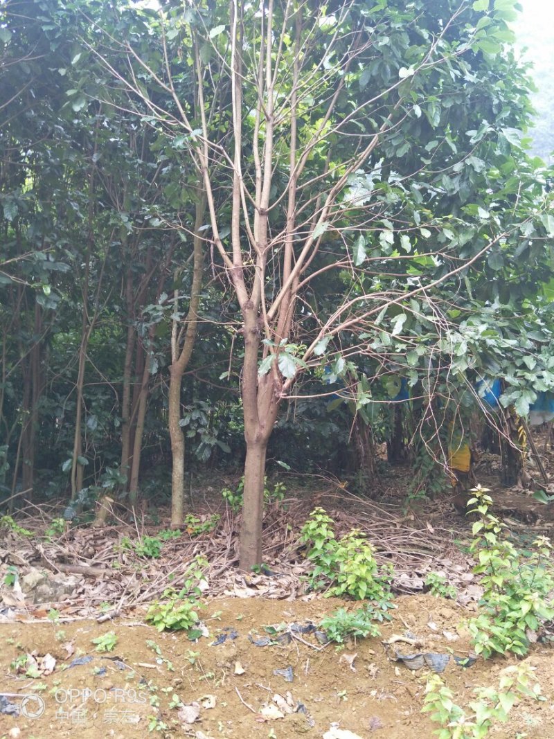 十到二十五公分地苗萍婆树看上的老板请联系我