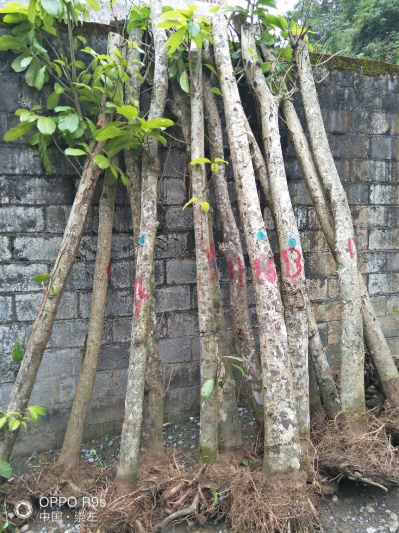 十到二十五公分地苗萍婆树看上的老板请联系我