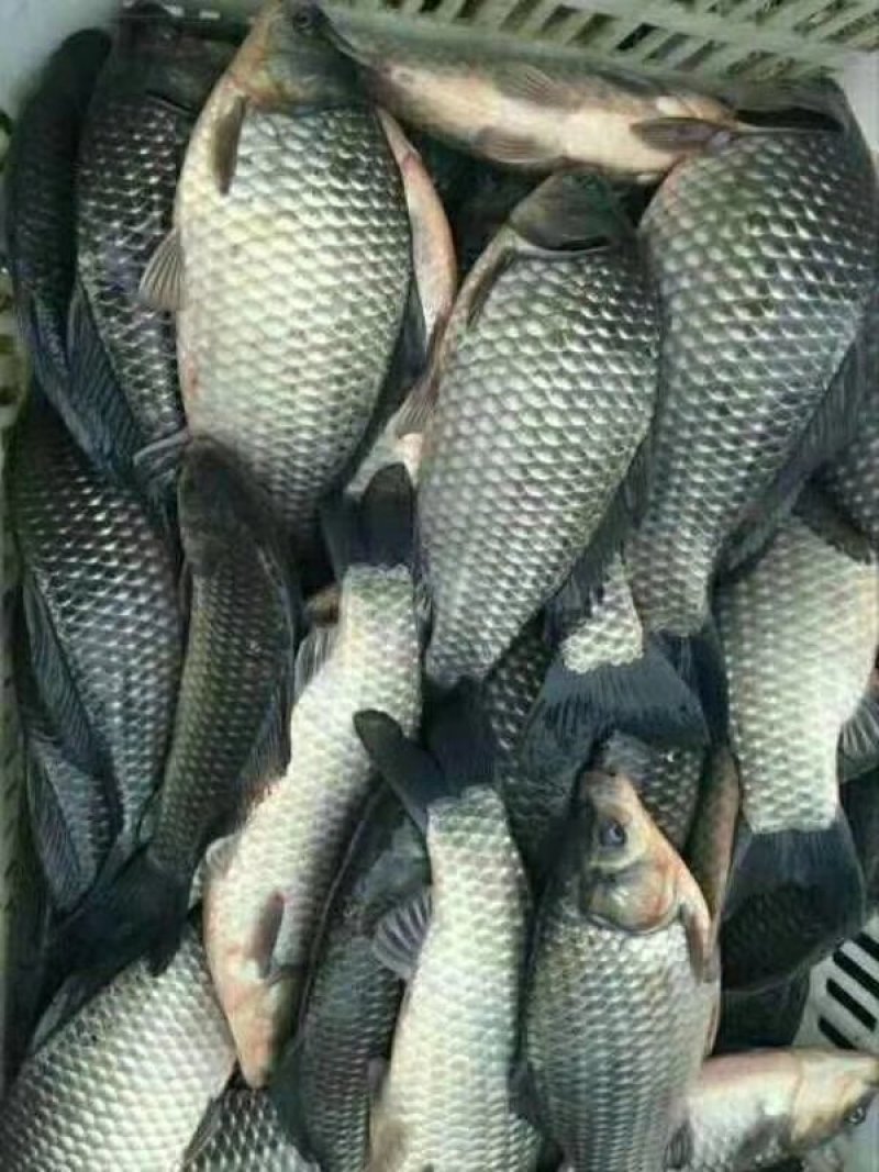 中科鲫鱼，银鲫，湘云鲫，水花(量大从优)全程技术跟进