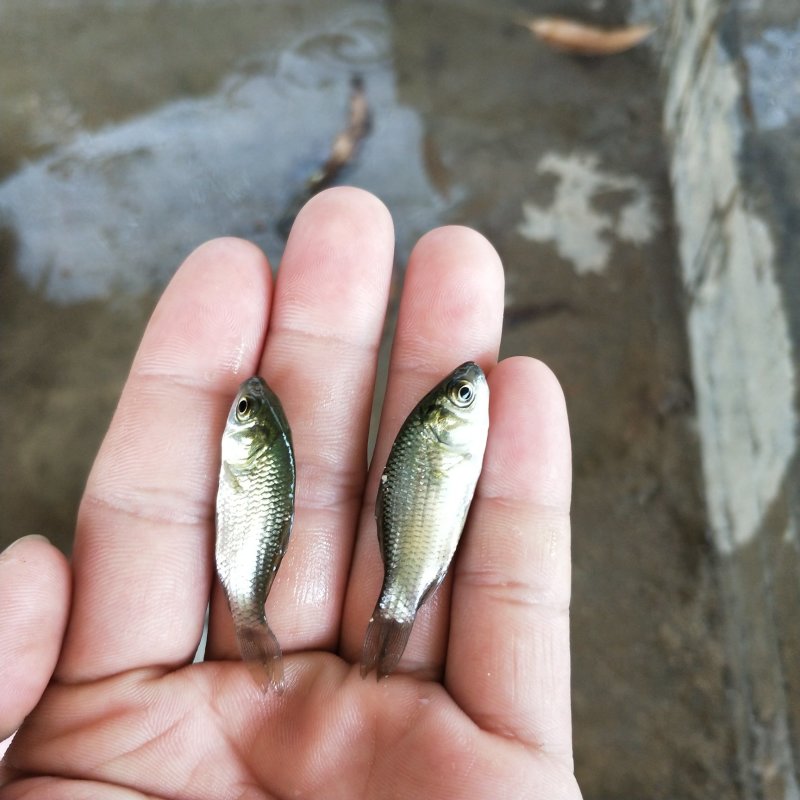 中科鲫鱼，银鲫，湘云鲫，水花(量大从优)全程技术跟进