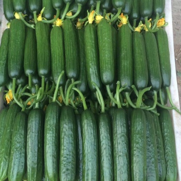 水果黄瓜苗嫁接小黄瓜苗荷兰进口小黄瓜苗