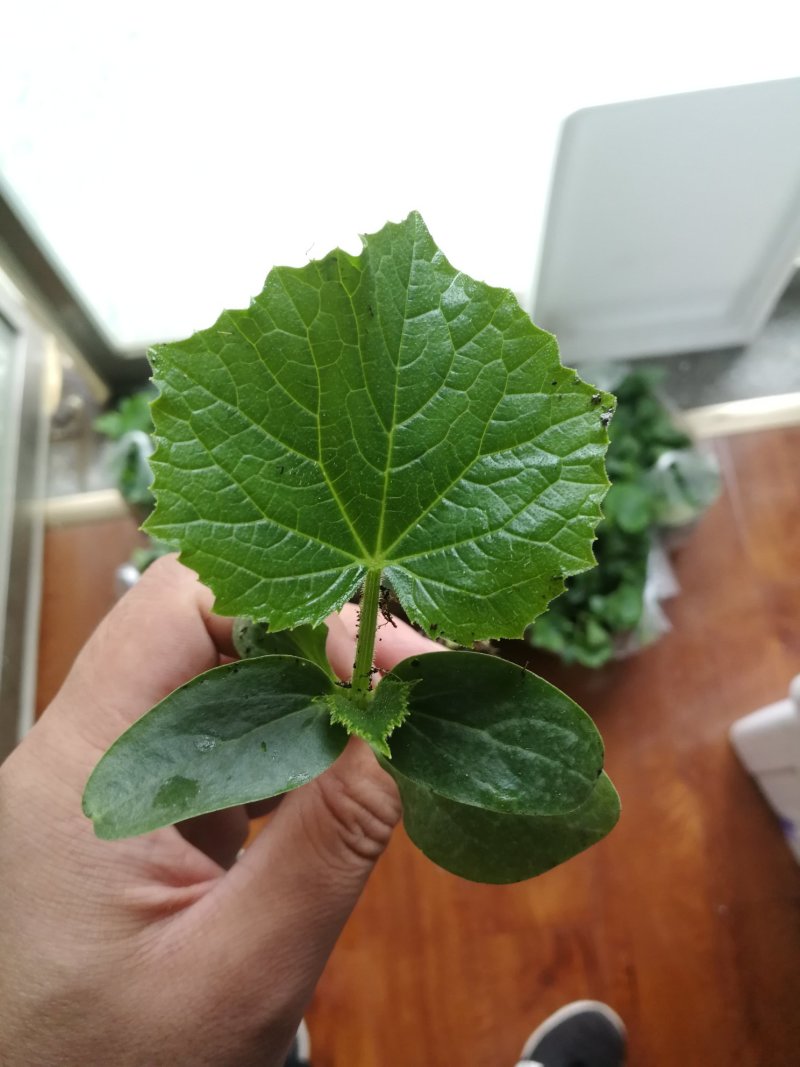 水果黄瓜苗嫁接小黄瓜苗荷兰进口小黄瓜苗