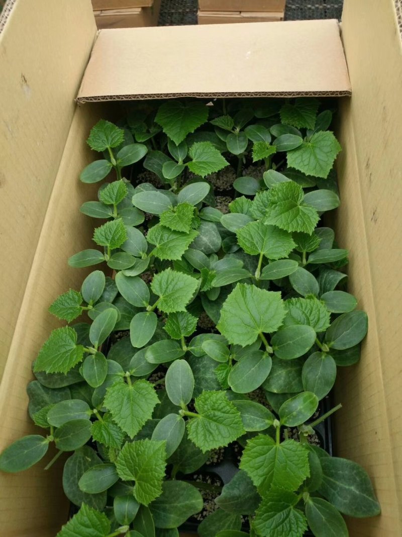 水果黄瓜苗嫁接小黄瓜苗荷兰进口小黄瓜苗