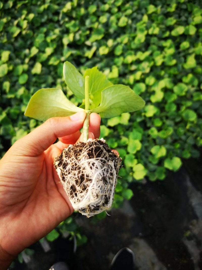 水果黄瓜苗嫁接小黄瓜苗荷兰进口小黄瓜苗