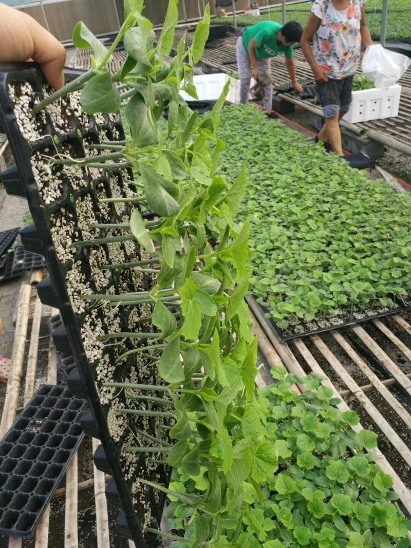 水果黄瓜苗嫁接小黄瓜苗荷兰进口小黄瓜苗