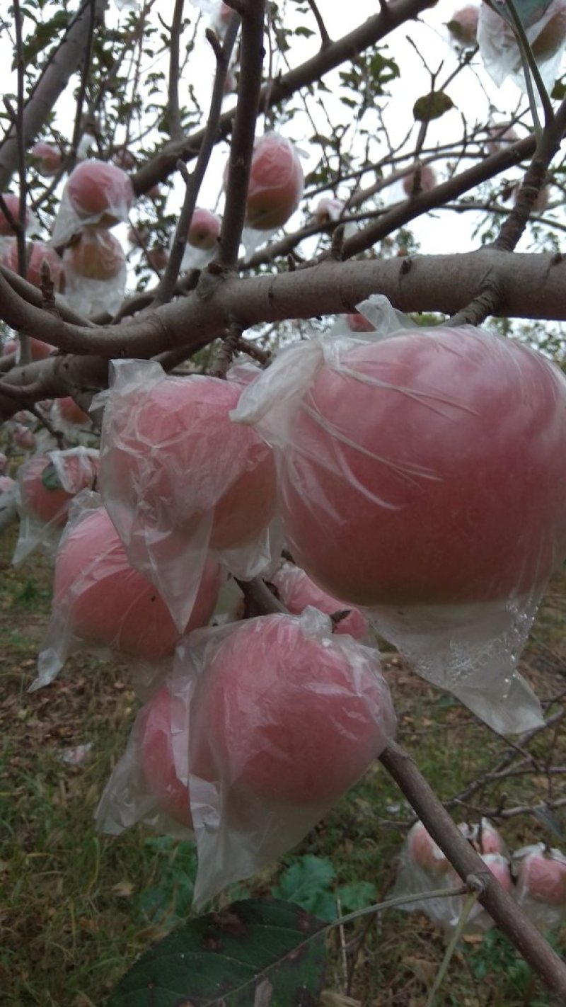 礼泉苹果陕西优质基地