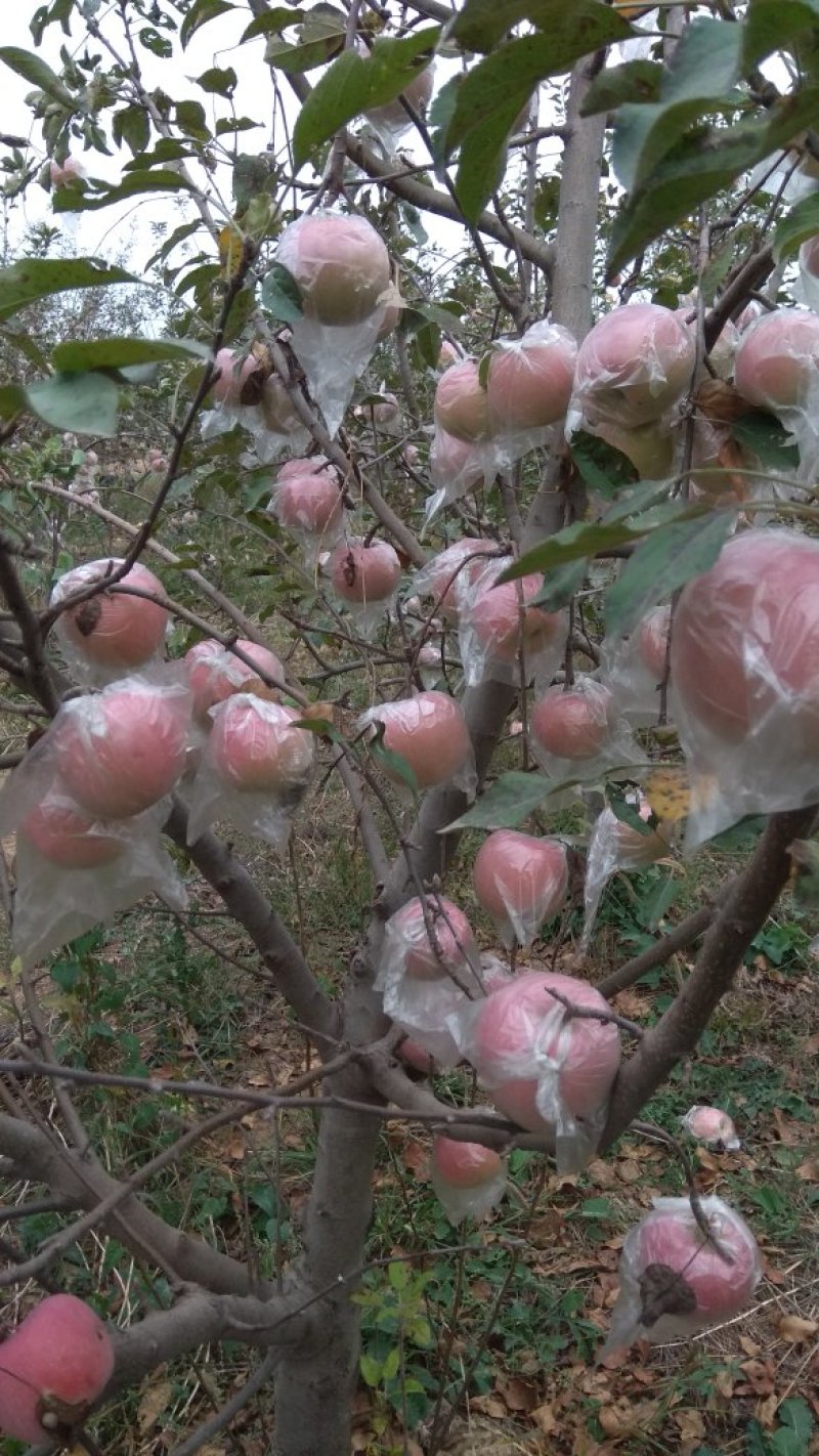 礼泉苹果陕西优质基地