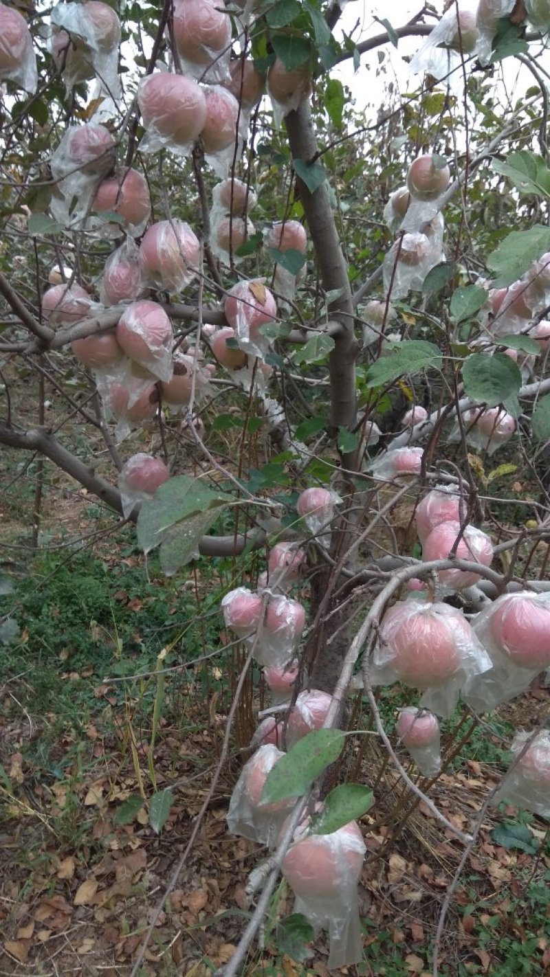 礼泉苹果陕西优质基地