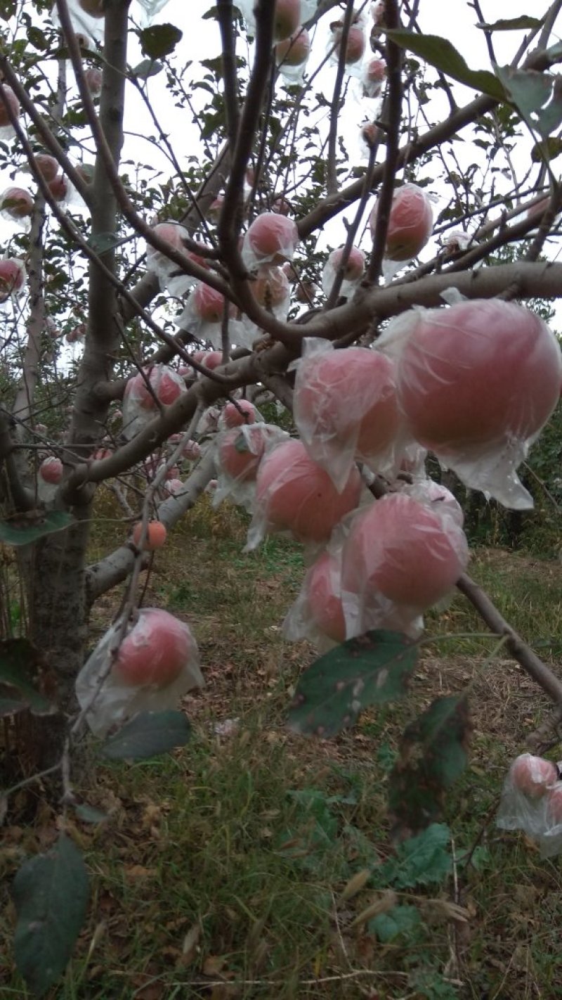 礼泉苹果陕西优质基地