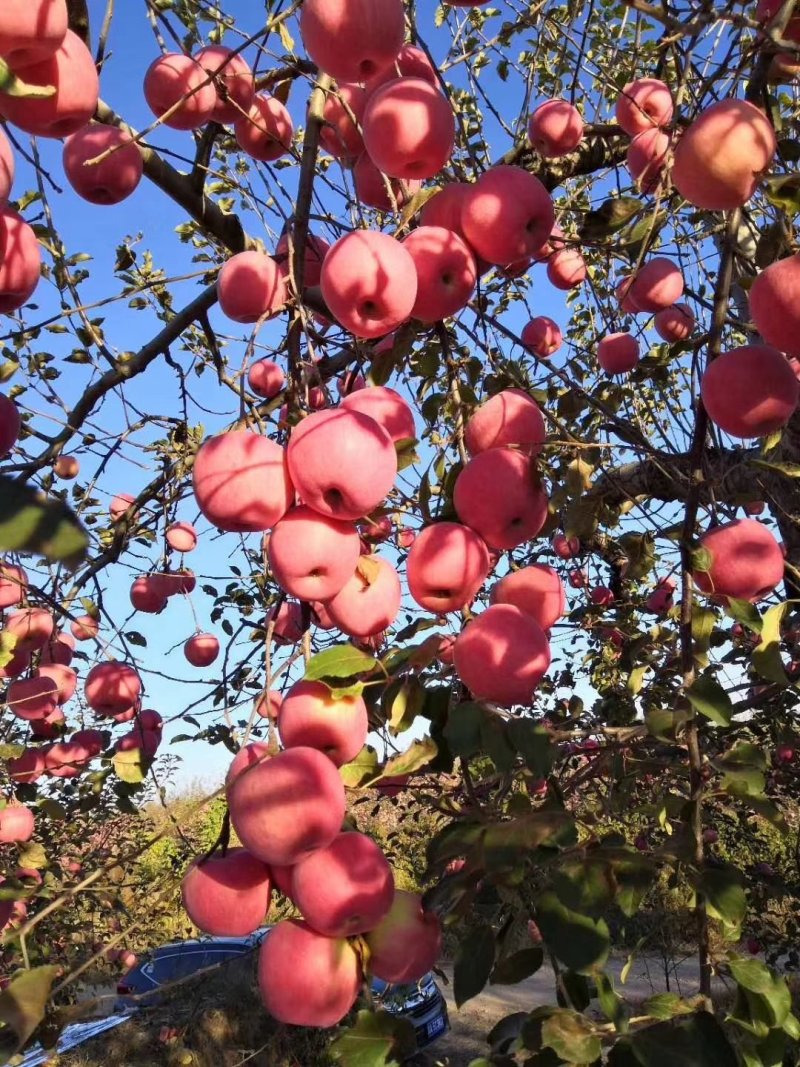 礼泉苹果陕西优质基地